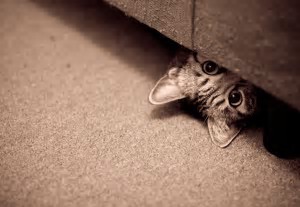cat under dresser